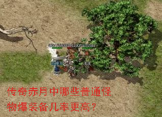 �����������Щ��ͨ���ﱬװ�����ʸ��ߣ�